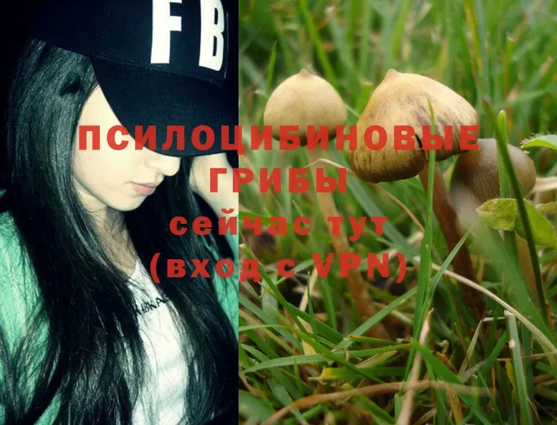 OMG как войти  Кораблино  Псилоцибиновые грибы Magic Shrooms 